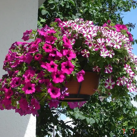 Urlaub Auf Dem Bauernhof Marx * Kelberg